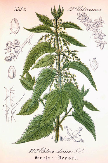 Innerlich angewendet, wirkt sie harntreibend. Die Heilpflanze gehört zu einer ganzen Familie von Brennnesselgewächsen (Urticaceae). Innerlich angewendet, wirkt sie harntreibend. Die Heilpflanze gehört zu einer ganzen Familie von Brennnesselgewächsen (Urticaceae).
