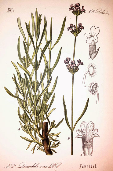 Er zählt zur Gattung Lavendel innerhalb der Familie der Lippenblütler. Beruhigend und heilend wirken seine Blüten.