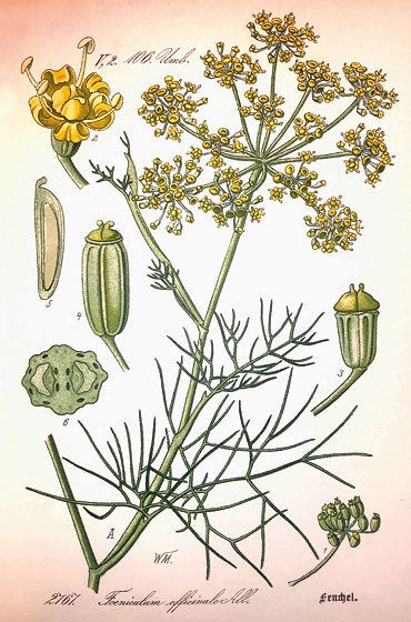 Die einzige Art der Gattung Foeniculum (Familie der Doldenblütler) wird für ihre Heilwirkung seit Hippokrates gepriesen.