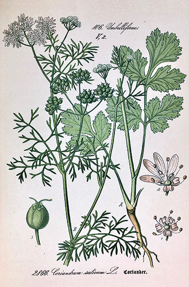 Koriandersamen passen zu Suppen, Ofenkartoffeln und Gemüsegerichten. Das Kraut rundet Salate harmonisch ab. Koriandersamen passen zu Suppen, Ofenkartoffeln und Gemüsegerichten. Das Kraut rundet Salate harmonisch ab.