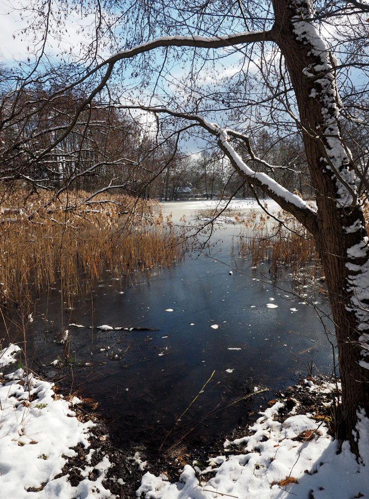 Im Winter entfaltet die schlafende Natur ihren eigenen Reiz, wie hier am Neuteich in Grüngräbchen.
© Foto: Karsten Blüthgen Im Winter entfaltet die schlafende Natur ihren eigenen Reiz, wie hier am Neuteich in Grüngräbchen.
© Foto: Karsten Blüthgen
