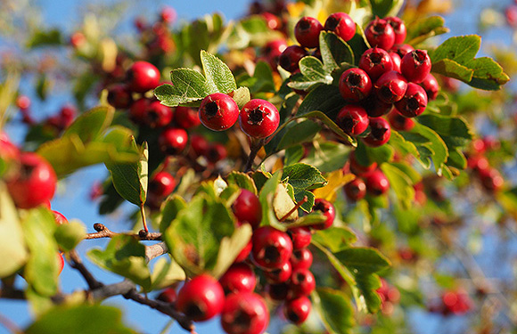 Weißdorn-Beeren Weißdorn-Beeren